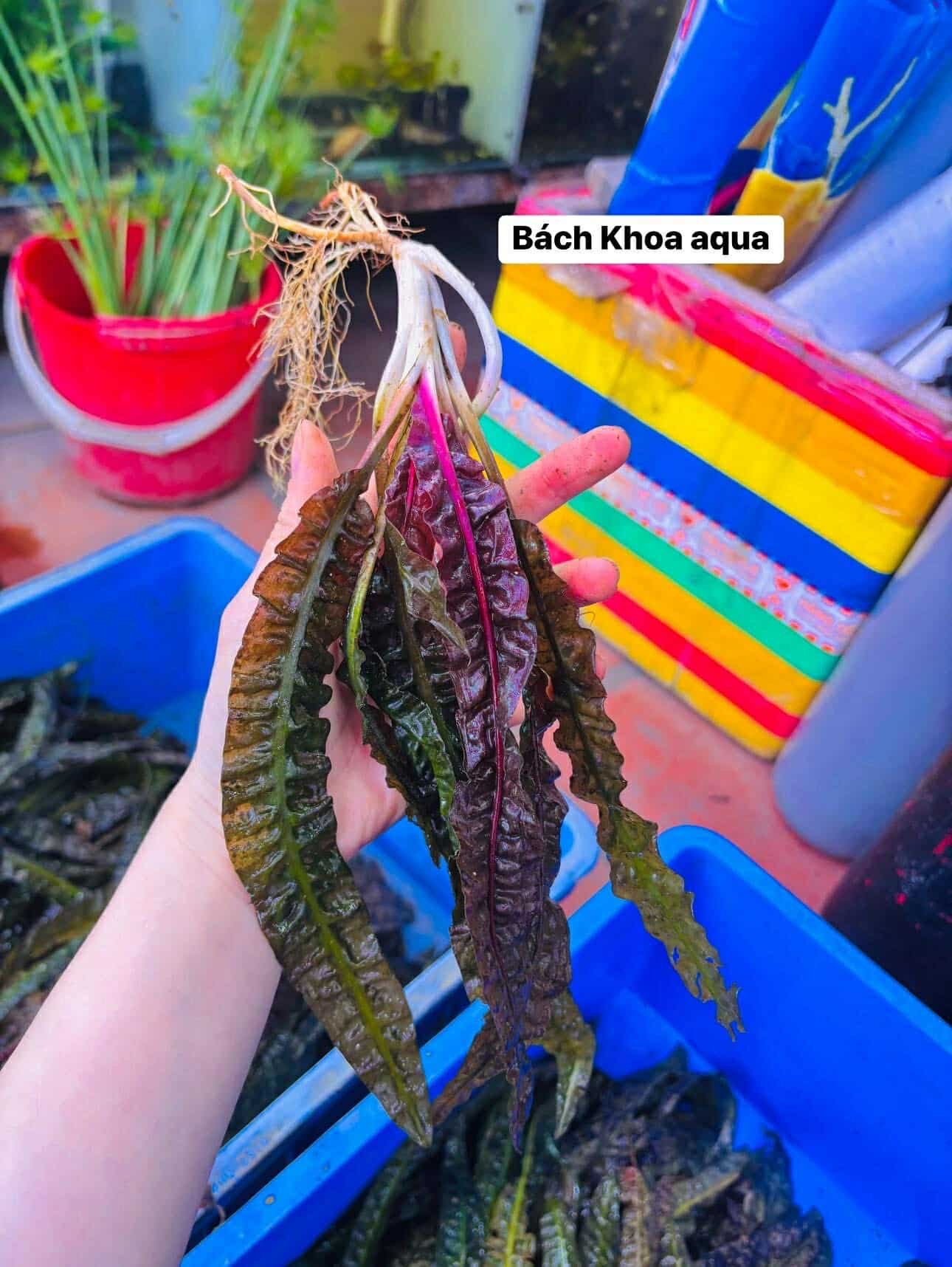 Cây Tiêu thảo khai thác suối siêu khỏe